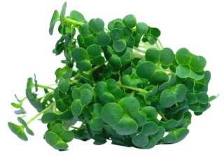 Brócoli