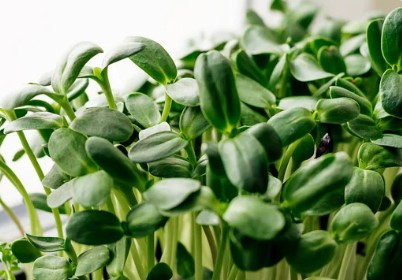 Microgreen de Girasol