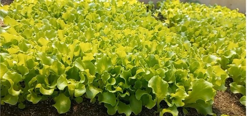 Microgreen de lechuga